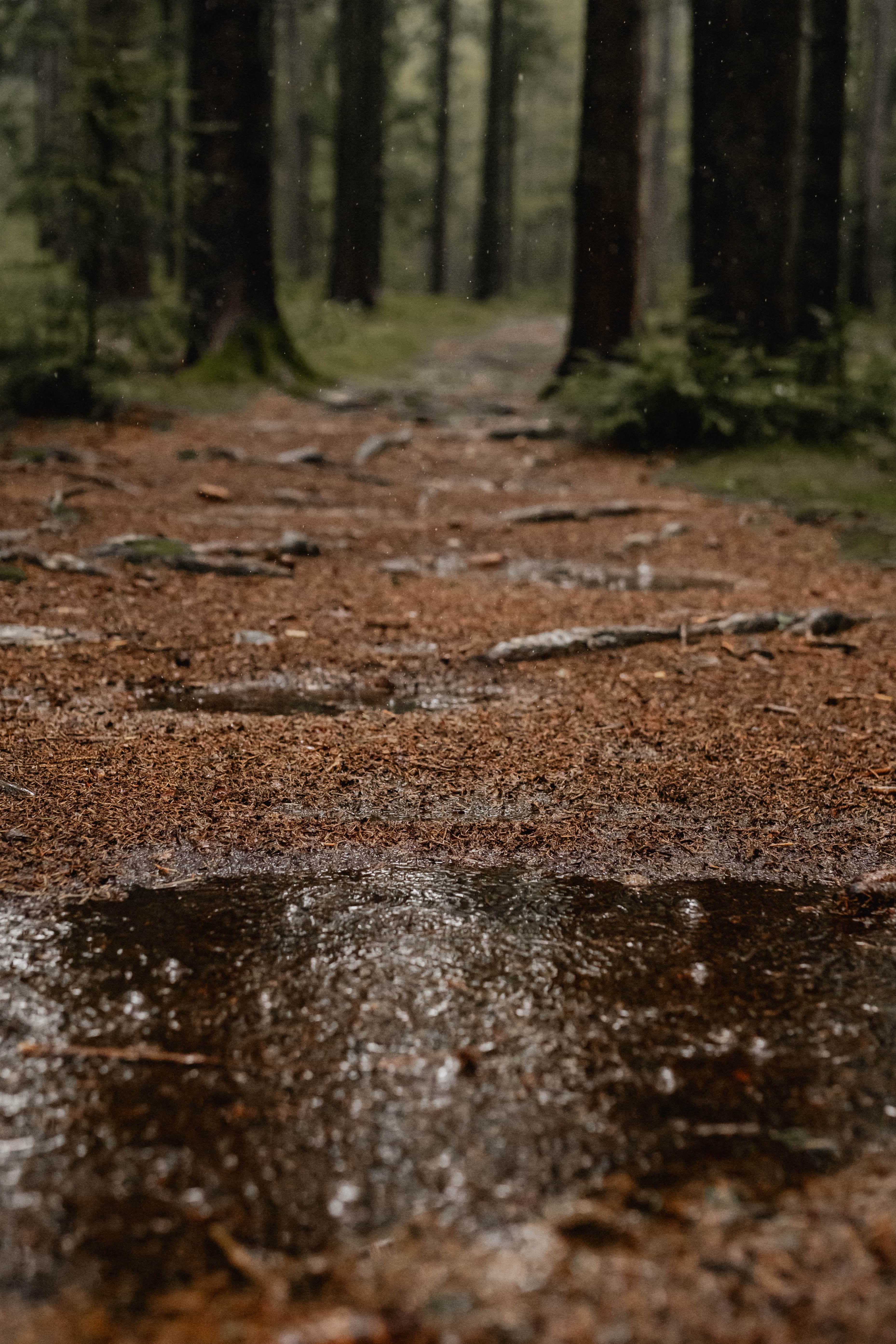 Waldweg im Regen